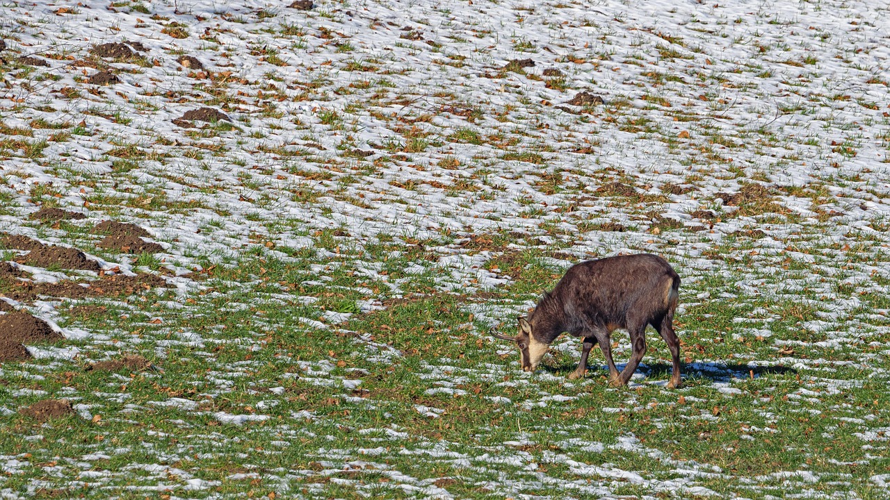 Chamois, wild animal, game viewing — Bet on sports for non-stop entertainment and daily markets