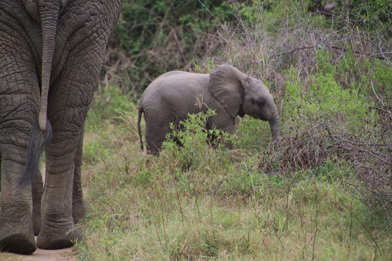 Elephant, african bush elephant, national park — Make Money Playing Domino QQ Online With Bandarqq