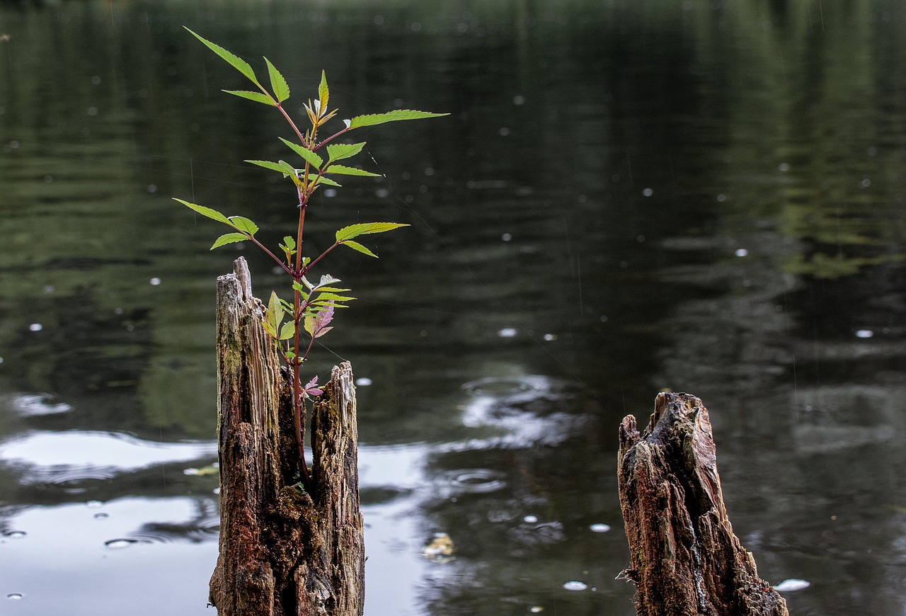 Tree trunk, plant, drove — The Benefits of Playing Baccarat Online