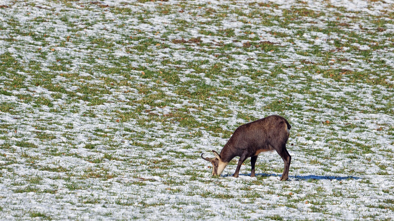 Chamois, wild animal, game viewing — The Methods of Martingale Items