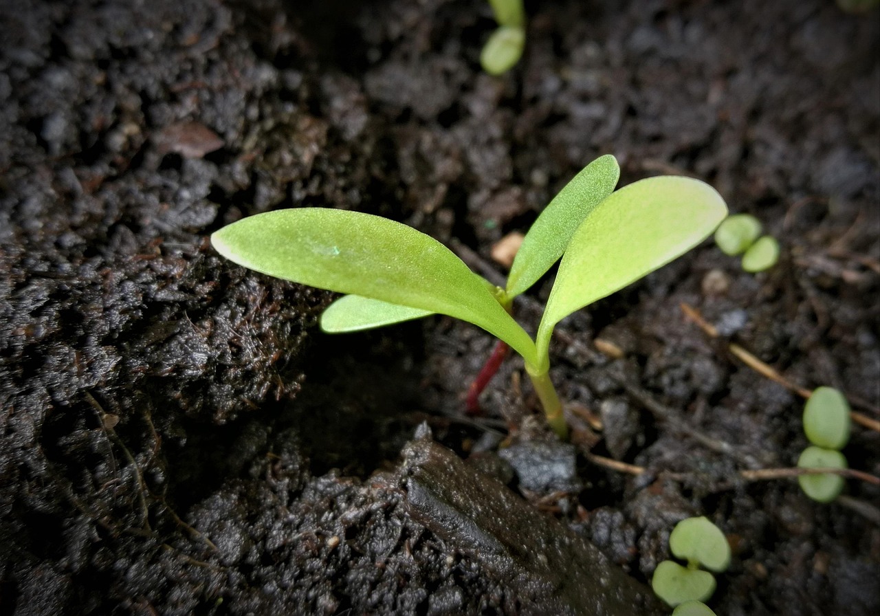 Scion, seedling, cotyledons — Why VIP Taka, Jaya9, and Takabet Deliver Exciting Jackpot Opportunities